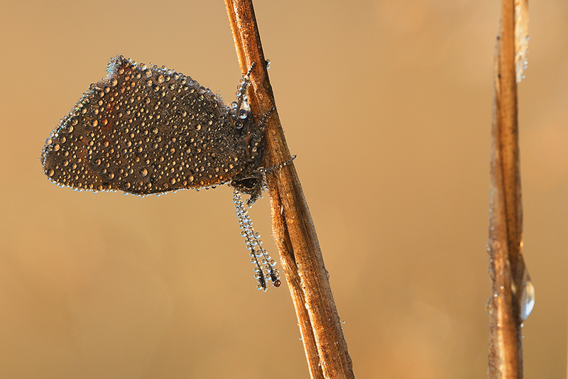 Kleine vuurvlinder | Lycaena phlaeas