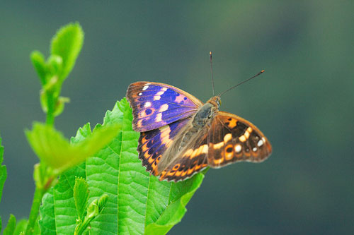 Kleine weerschijnvlinder | Apatura ilia