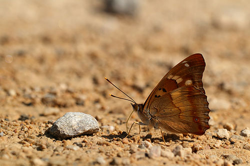 Kleine weerschijnvlinder | Apatura ilia