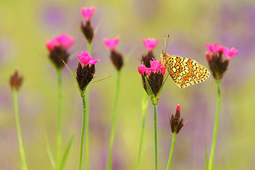 Knoopkruidparelmoervlinder | Melitaea phoebe