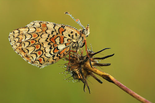 Knoopkruidparelmoervlinder | Melitaea phoebe