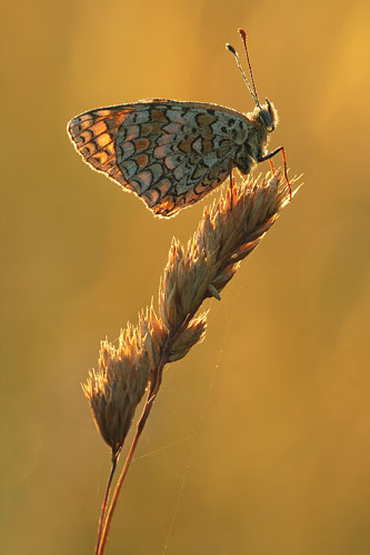 Knoopkruidparelmoervlinder | Melitaea phoebe