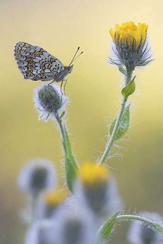 Kleurrijke vlinder op gele bloem.