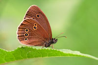 Koevinkje - Aphantopus hyperantus - Ringlet
