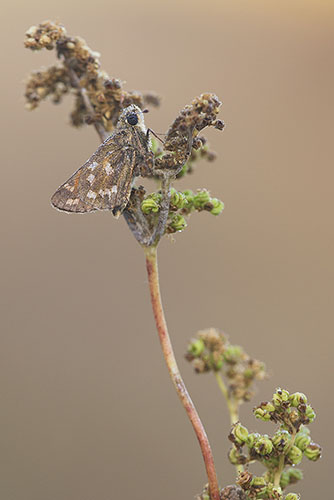 Kommavlinder | Hesperia comma