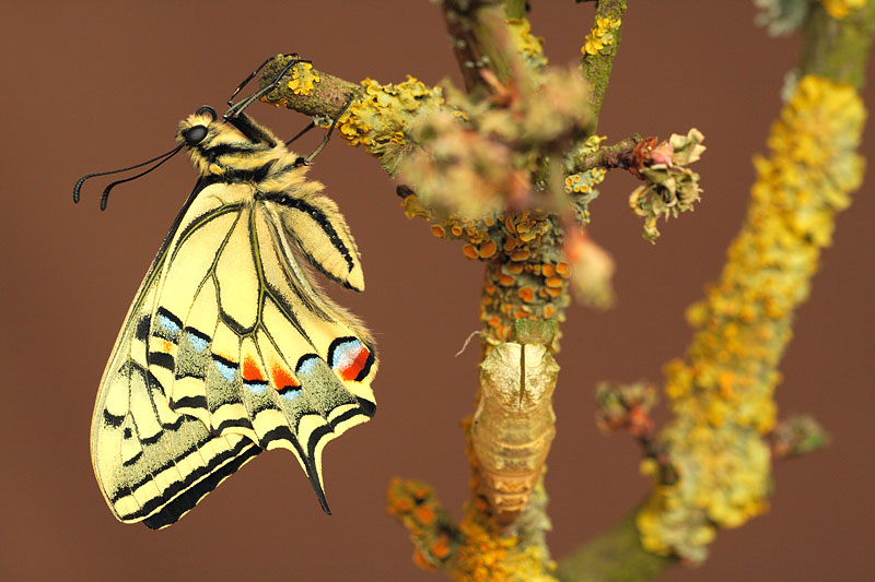 Koninginnenpage | Papilio machaon