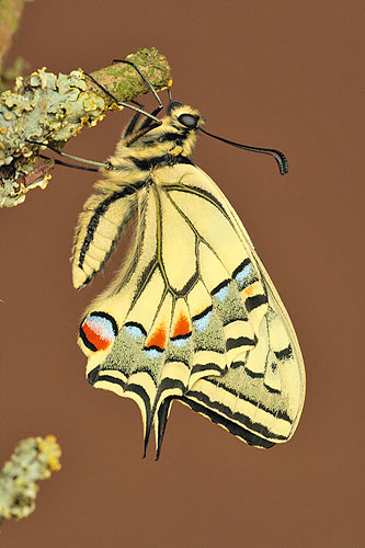 Koninginnenpage | Papilio machaon