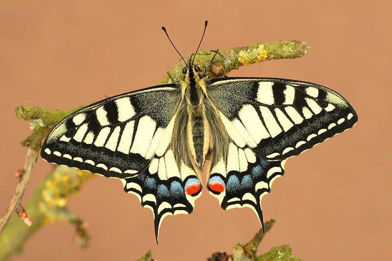 Koninginnenpage | Papilio machaon