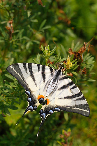 Koningspage | Iphiclides podalirius