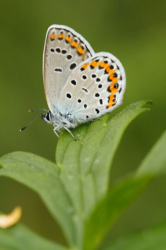 Kroonkruidblauwtje | Plebejus argyrognomon