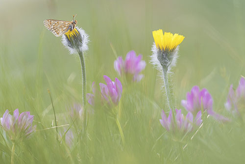 Moerasparelmoervlinder | Euphydryas aurinia