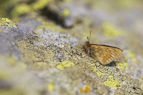 Moerasparelmoervlinder | Euphydryas aurinia