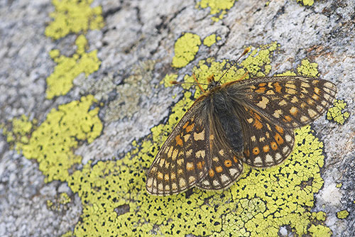 Moerasparelmoervlinder | Euphydryas aurinia