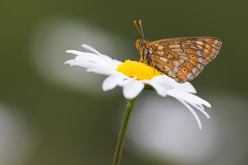 Moerasparelmoervlinder | Euphydryas aurinia op Margriet