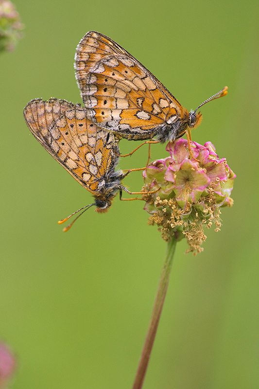 Moerasparelmoervlinder | Euphydryas aurinia