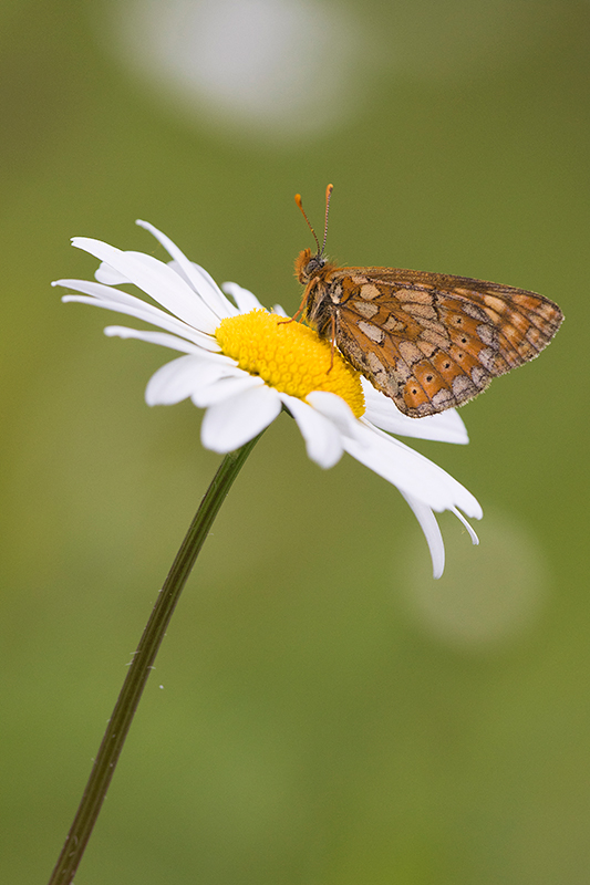 Moerasparelmoervlinder | Euphydryas aurinia