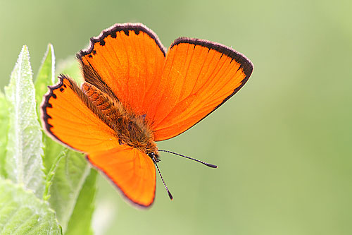 Morgenrood | Lycaena virgaureae