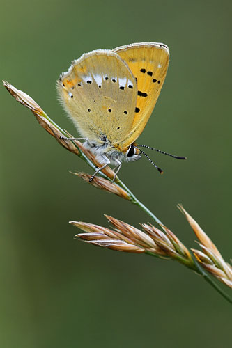 Morgenrood | Lycaena virgaureae