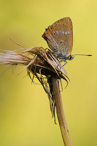 Morgenrood | Lycaena virgaureae