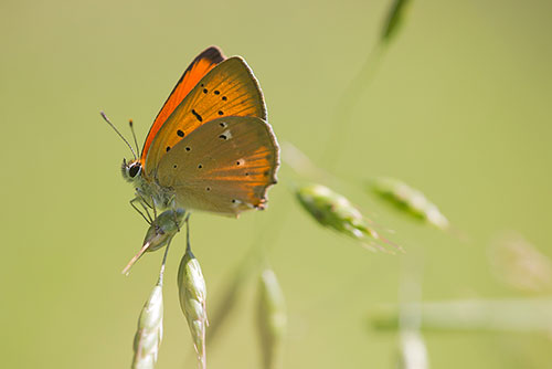 Morgenrood | Lycaena virgaureae