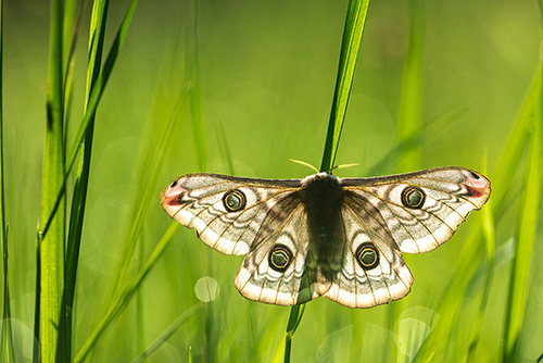 Nachtvlinder Nachtpauwoog | Saturnia pavonia