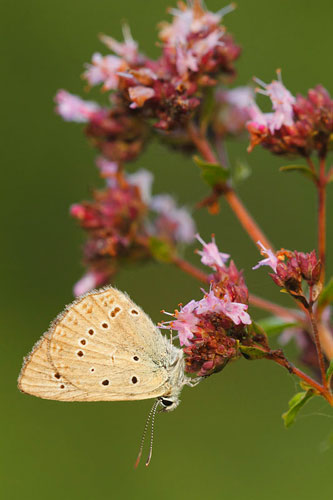 Oostelijk esparcetteblauwtje | Polyommatus admetus