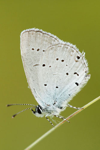 Oostelijk staartblauwtje | Cupido decolorata