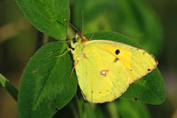 Oranje luzernevlinder - Colias crocus