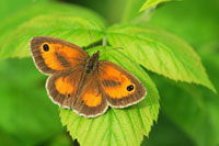 Oranje zandoogje - Pyronia tithonu
