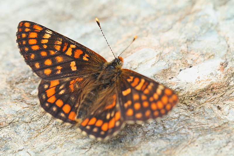 Oranjebonte parelmoervlinder | Euphydryas intermedia