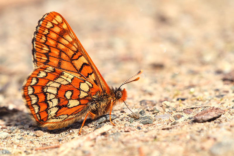 Oranjebonte parelmoervlinder | Euphydryas intermedia