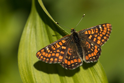 Oranjebonte parelmoervlinder | Euphydryas intermedia