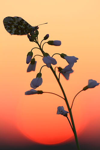 Pinksterbloem met Oranjetipje | Anthocharis cardamines bij zonsopkomst