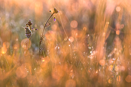 Oranjetipje | Anthocharis cardamines