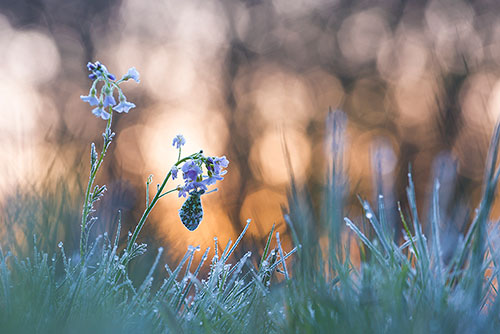 Oranjetipjes | Anthocharis cardamines fotograferen bij zonsopkomst