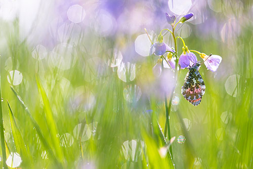 Pinksterbloem tussen het gras met een Oranjetipje | Anthocharis cardamines