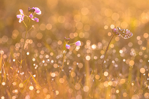 Oranjetipje | Anthocharis cardamines op Pinksterbloem.