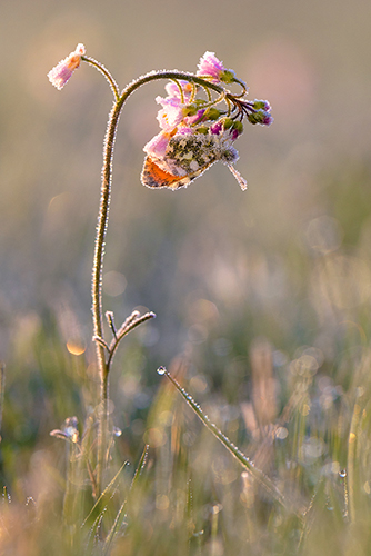 Oranjetipje | Anthocharis cardamines met rijp aan Pinksterbloem