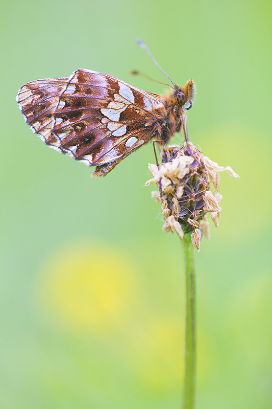 Paarse parelmoervlinder | Boloria dia