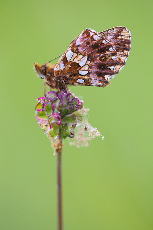 Paarse parelmoervlinder | Boloria dia