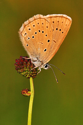 Pimpernelblauwtje | Maculinea teleius in Nederland