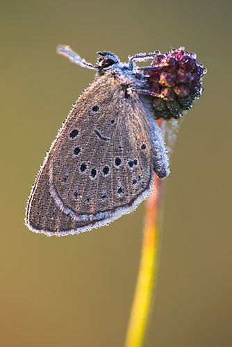 Pimpernelblauwtje | Maculinea teleius in Nederland