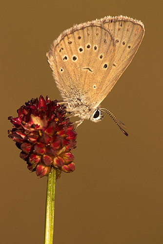 Pimpernelblauwtje | Maculinea teleius in Nederland