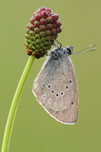 Pimpernelblauwtje | Maculinea teleius in Nederland