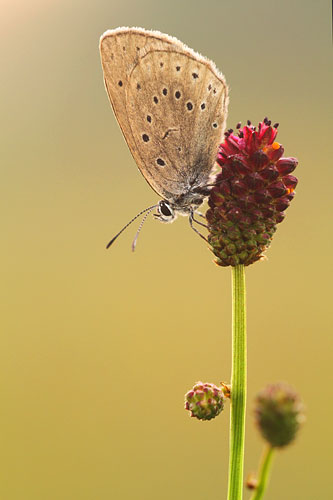 Pimpernelblauwtje | Maculinea teleius in Nederland