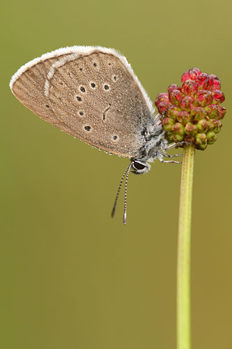 Pimpernelblauwtje | Maculinea teleius in Nederland