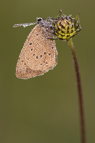 Pimpernelblauwtje | Maculinea teleius in Nederland