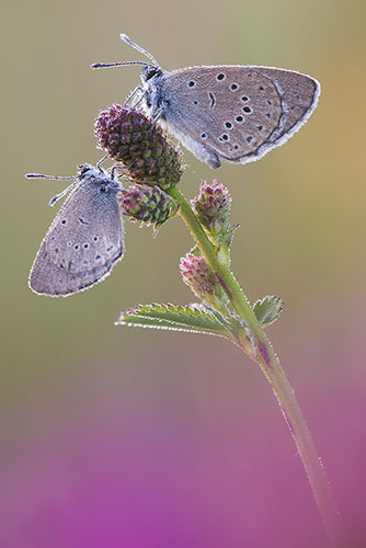 Pimpernelblauwtje | Maculinea teleius in Nederland