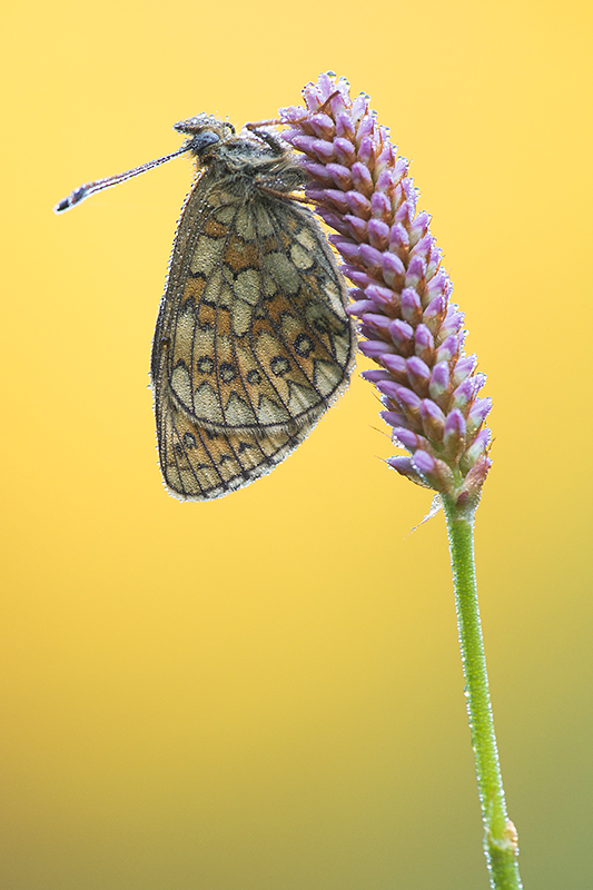 Ringoogparelmoervlinder | Boloria unomia in de Eifel, Duitsland