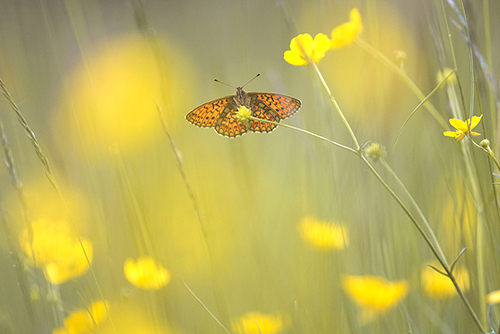 Ringoogparelmoervlinder | Boloria unomia tussen gele Boterbloemen